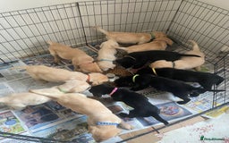 Labrador Retriever dogs for sale: Lovely Labrador puppies  - Image 14