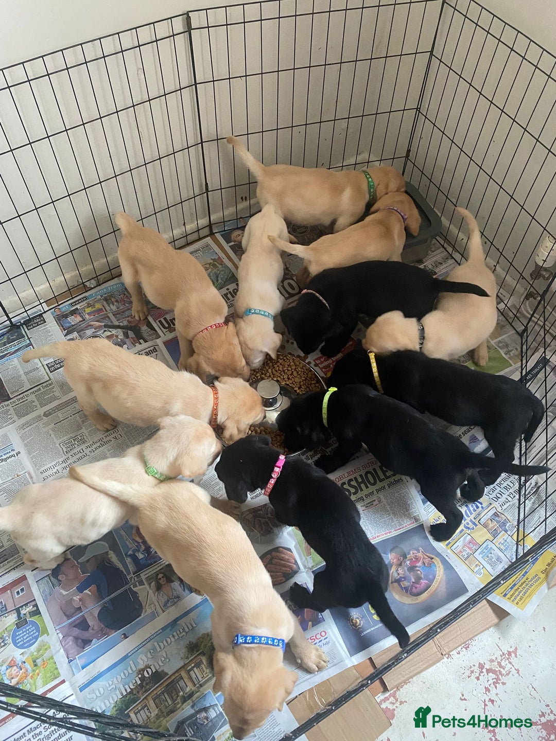 Labrador Retriever dogs for sale: Lovely Labrador puppies  - Image 14