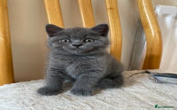 British Shorthair cats for sale: ❤️GCCF CHUNKY BRITISH SHORTHAIR KITTENS❤️ - Image 4