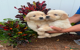 Golden Retriever dogs for sale: * 8 puppies left * - Advert 5
