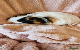 Guinea Pig rodents for sale: Sweet boy needing new home - Image 2