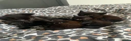 Mixed Breed cats for sale: Kittens  - Advert 5