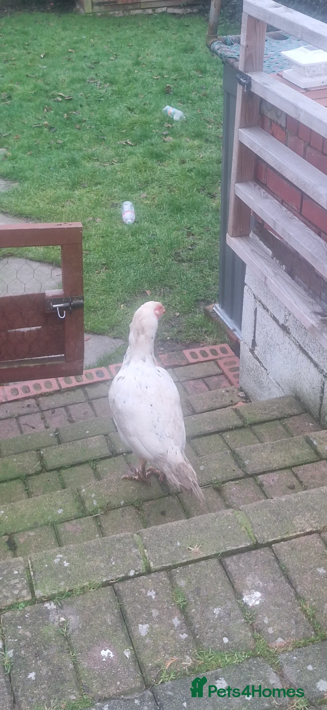 Chickens poultry for sale: Shamo chicken  - Advert 2