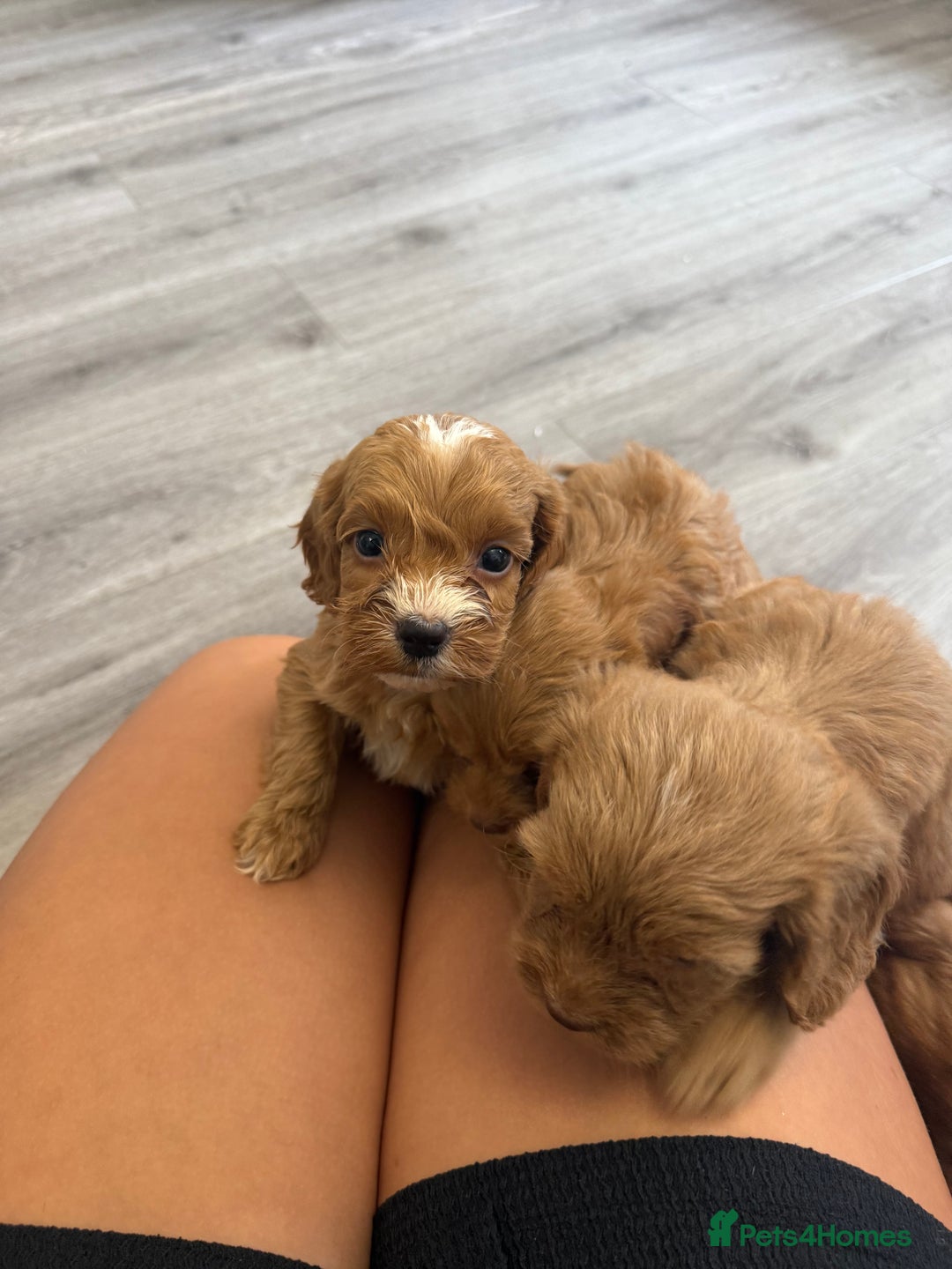 Cockapoo dogs for sale: STUNNING RED F1 COCKAPOO PUPPIES - Image 9