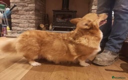 Welsh Corgi Pembroke dogs for sale:  Kc Registered Pembrokeshire Corgi puppies  - Image 2