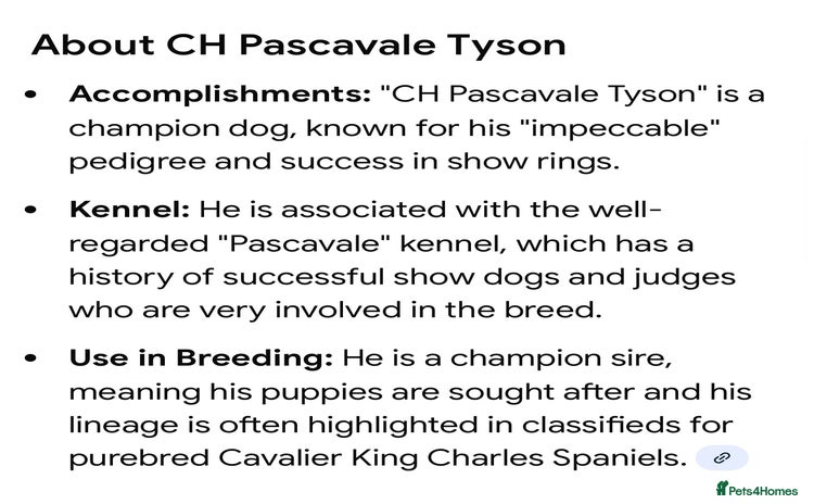 Cavalier King Charles Spaniel dogs ✨👑KC Registered CKCS Puppies Champion sired - Advert 15