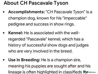 Cavalier King Charles Spaniel dogs ✨👑KC Registered CKCS Puppies Champion sired - Advert 3