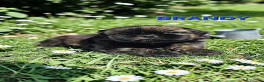 Shih Tzu Puppy 8