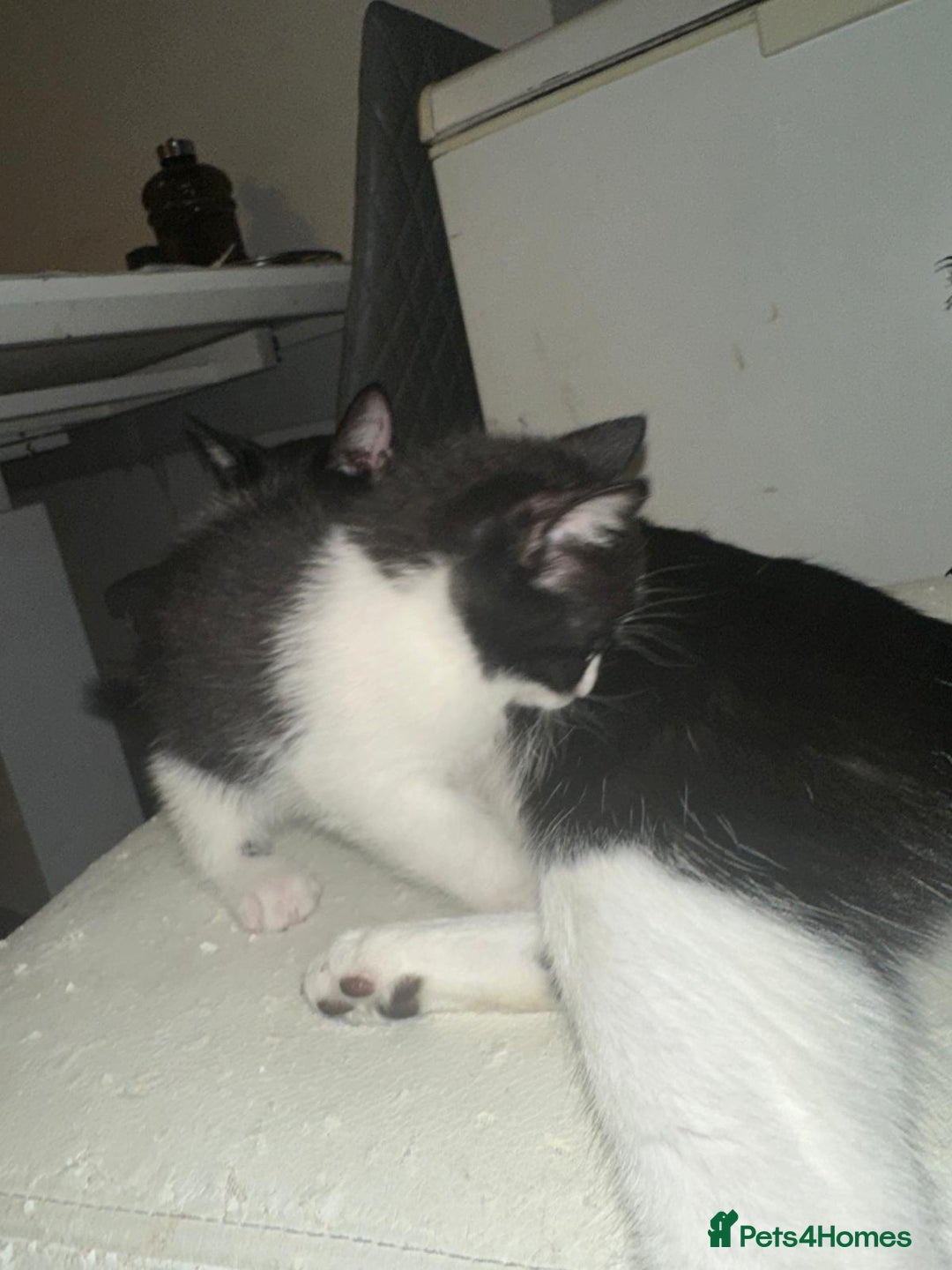 British Shorthair cats for sale: British Shorthair x Striped Tabby Kittens –2 Males - Image 12