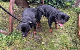 Rottweiler dogs for stud: Proven KC Rottweiler At Stud  in Bacup - Image 13