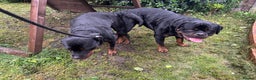 Rottweiler dogs for stud: Proven KC Rottweiler At Stud  in Bacup - Advert 12