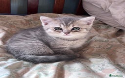 British Shorthair cats for sale: Scottish Straight/British Shorthair - Image 13
