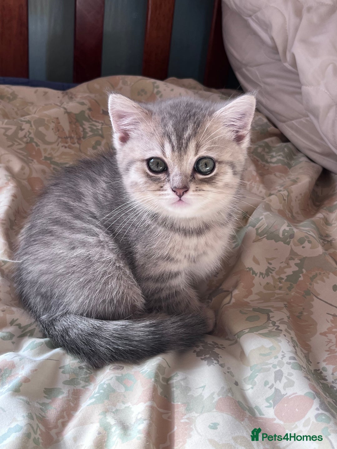British Shorthair cats for sale: Scottish Straight/British Shorthair - Image 13