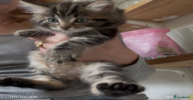 Ragdoll cats - Advert 5