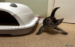 Bengal cats for sale: Stunning Silver & Charcoal Bengal Boys & Girls! - Image 12