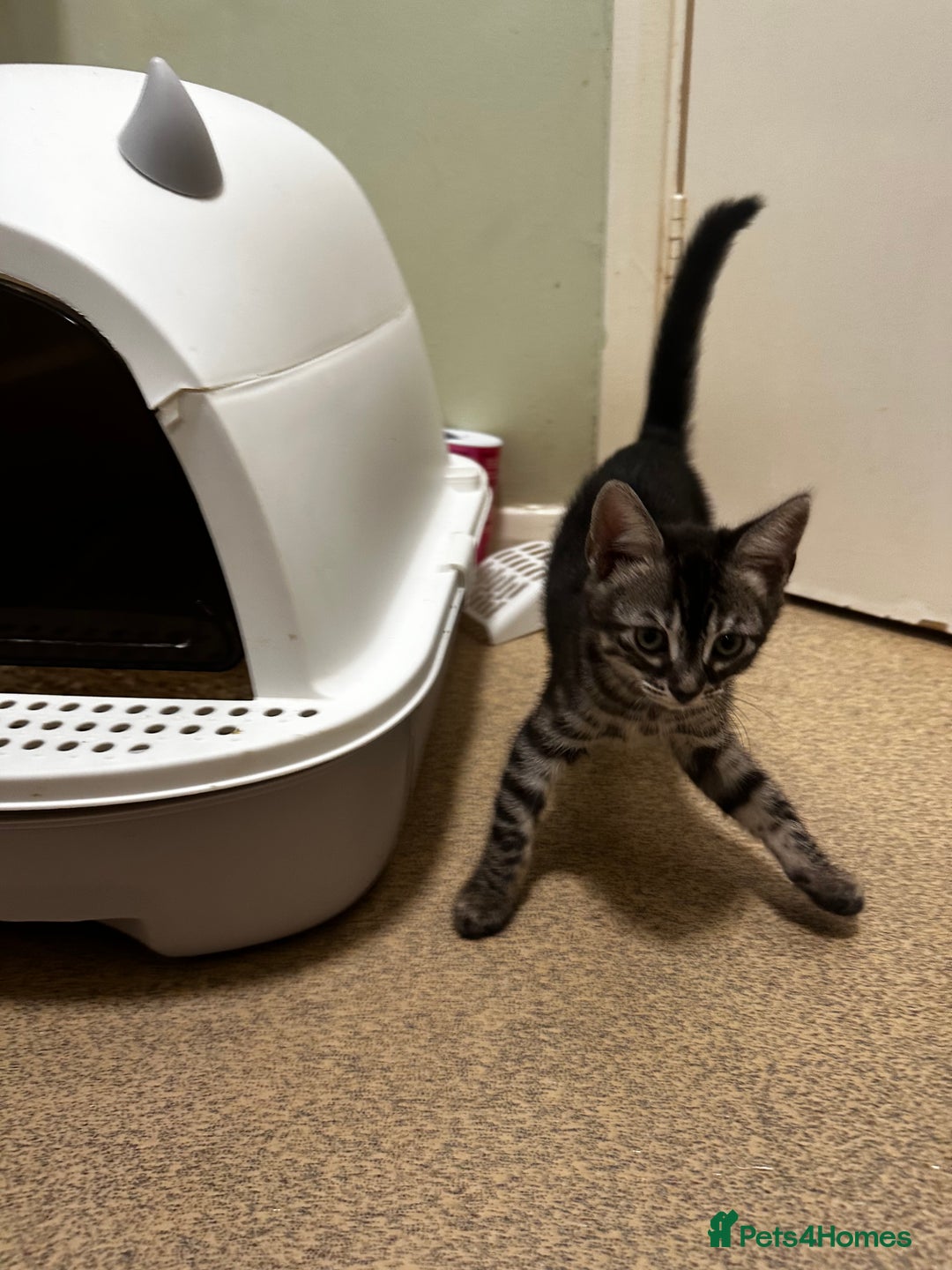 Bengal cats for sale: Stunning Silver & Charcoal Bengal Boys & Girls! - Image 12