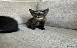 Mixed Breed cats for sale: 6 beautiful kittens ready now (4 left) - Image 17