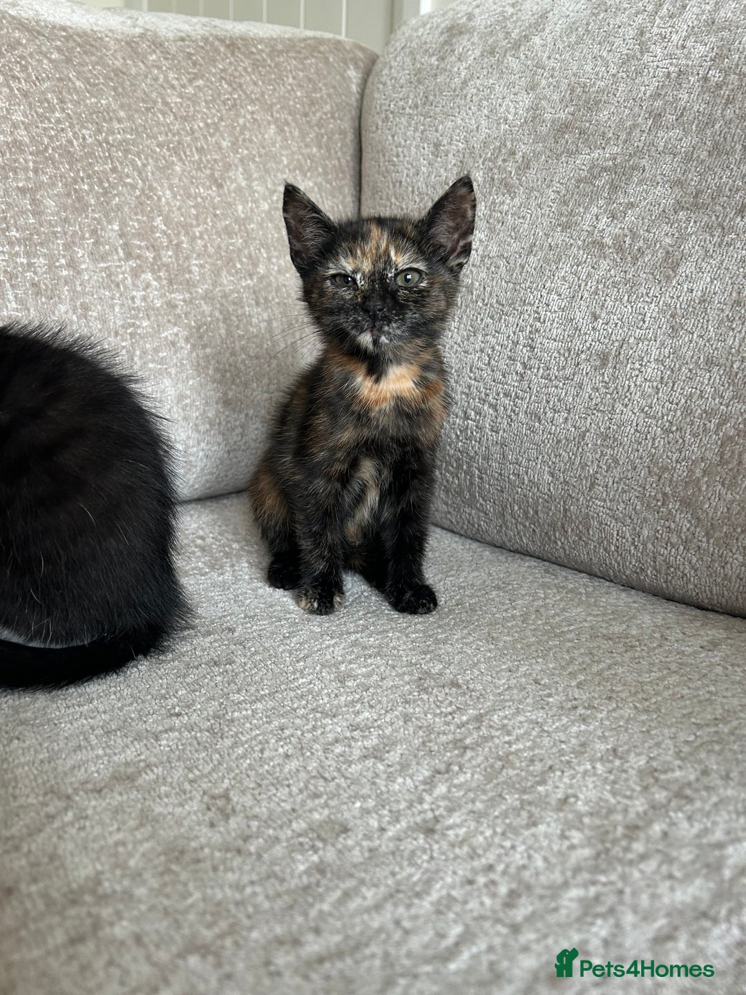 Mixed Breed cats for sale: 6 beautiful kittens ready now (4 left) - Image 17