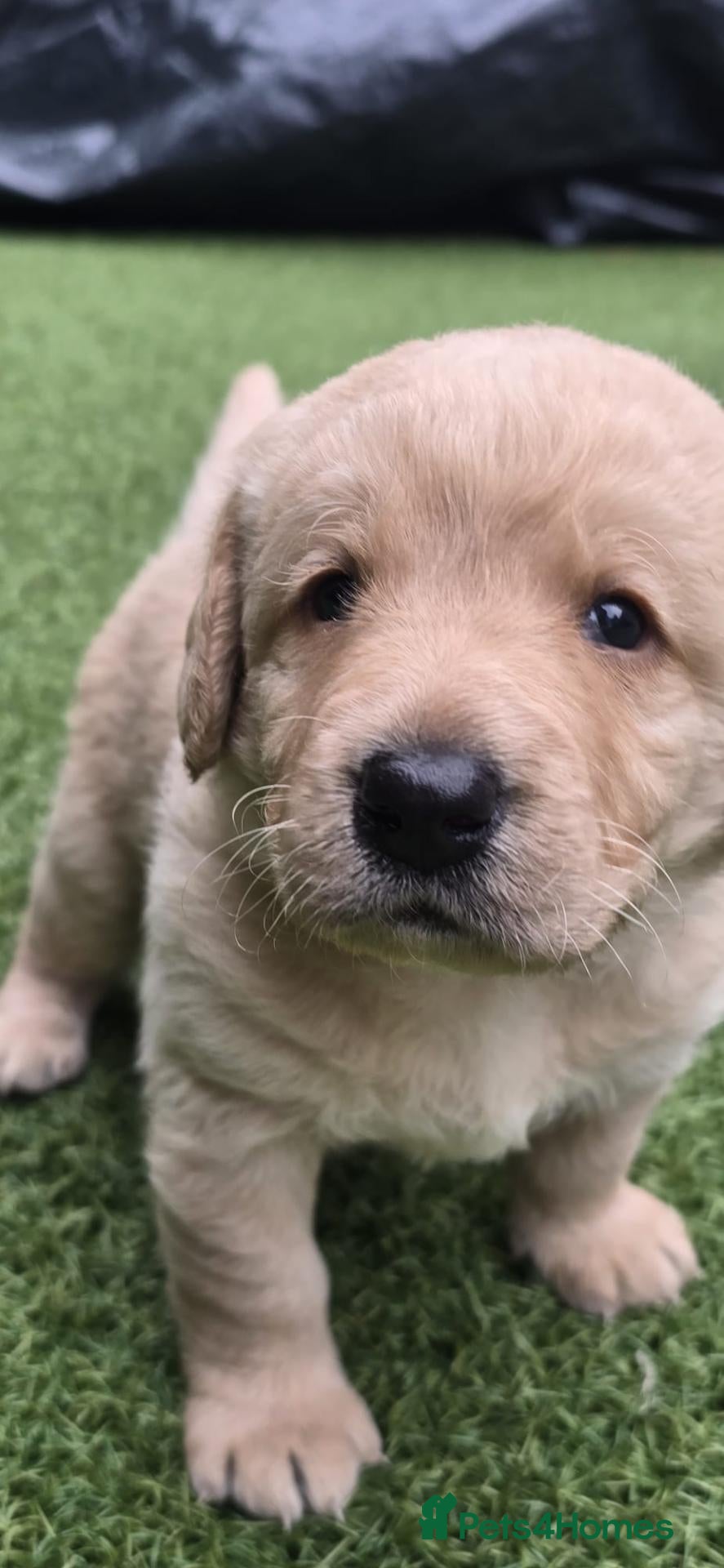 Labradoodle dogs 🐾 Beautiful Apricot Medium Labradoodle Boy 🧡 - Advert 1