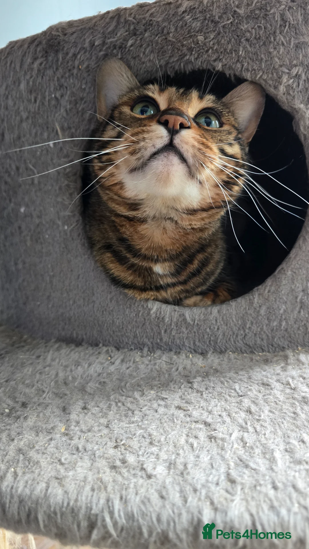 Toyger cats for sale: Female toyger, TICA registered - Advert 1