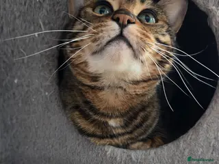 Toyger cats Female toyger, TICA registered - Advert 1
