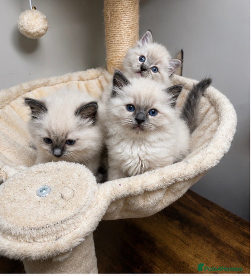 Ragdoll cats 💗 Stunning Purebred Ragdoll Girls  💗 - Advert 1
