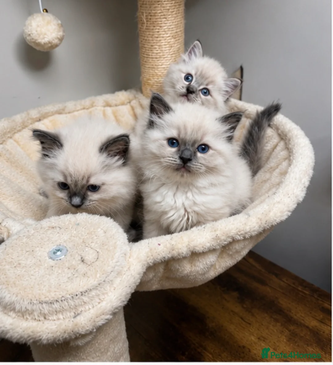 Ragdoll cats for sale: 💗 Stunning Purebred Ragdoll Girls  💗 in Telford - Advert 1