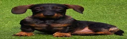 Miniature Dachshund dogs for sale: Chilli for rehoming in Maesteg - Advert 1