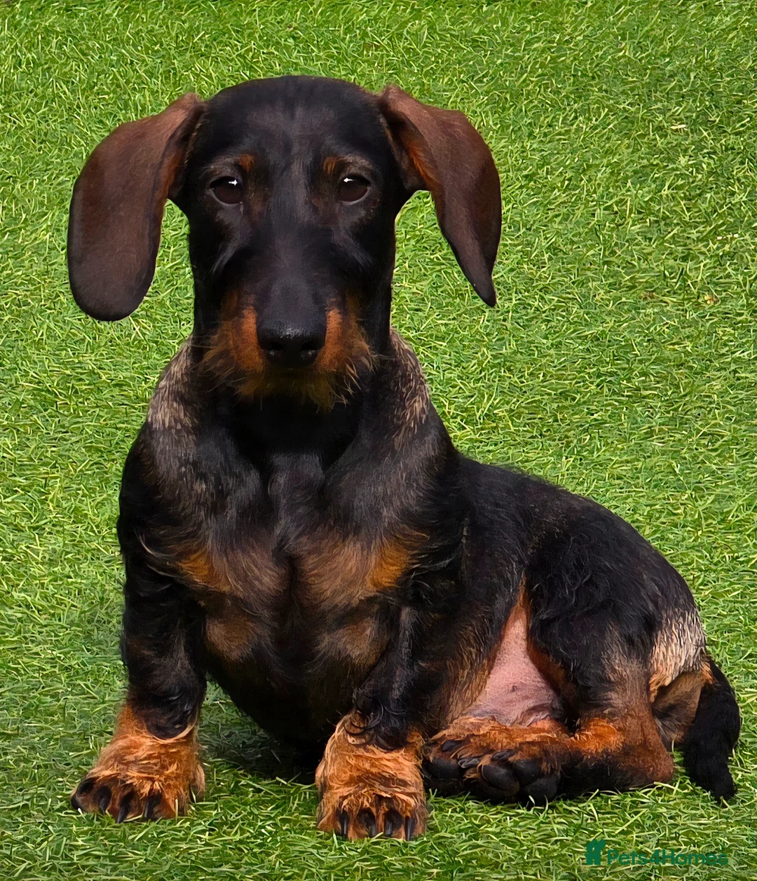 Miniature Dachshund dogs for sale: Chilli for rehoming in Maesteg - Advert 1