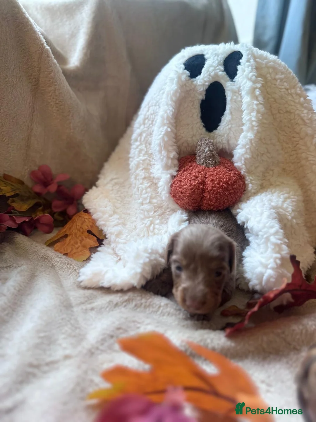 Miniature Dachshund dogs for sale: Beautiful Miniature Dachshund Puppies  - Advert 2