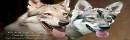 Mixed Breed dogs for sale: Northern Inuit Puppy - Advert 5