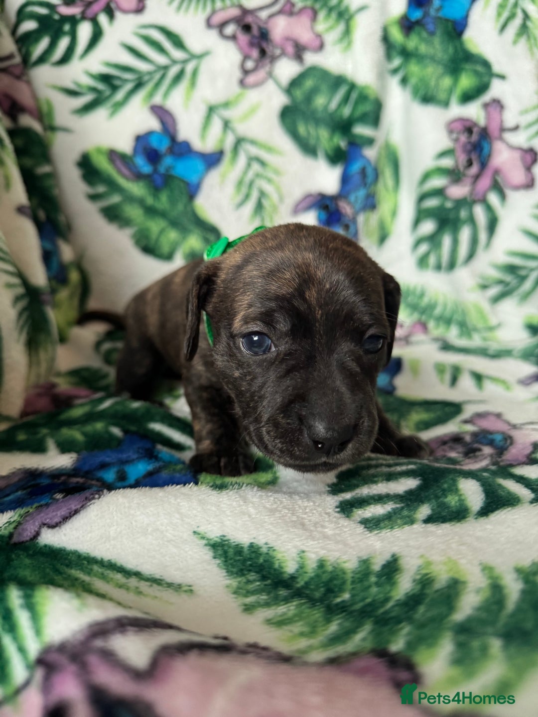 Mixed Breed dogs for sale: Beautiful Daffys - staffy cross dachshund  - Image 27