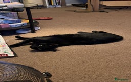 Bombay cats for sale: Shadow - Bombay - Image 7