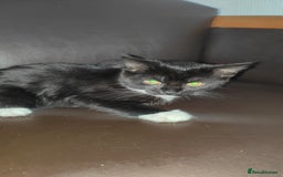 European cats for sale: 3-month-old kitten - Image 1