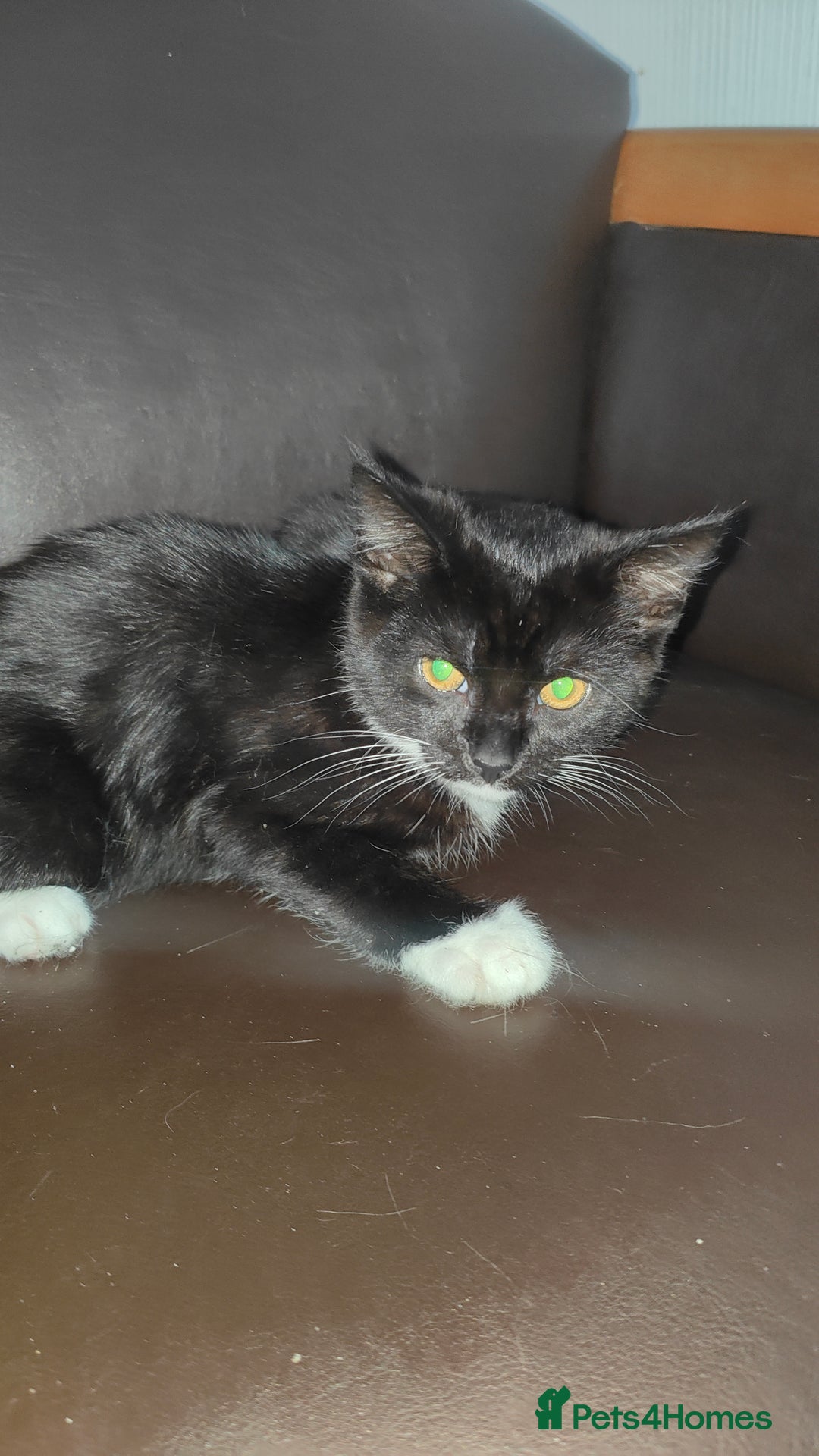 European cats for sale: 3-month-old kitten - Image 1