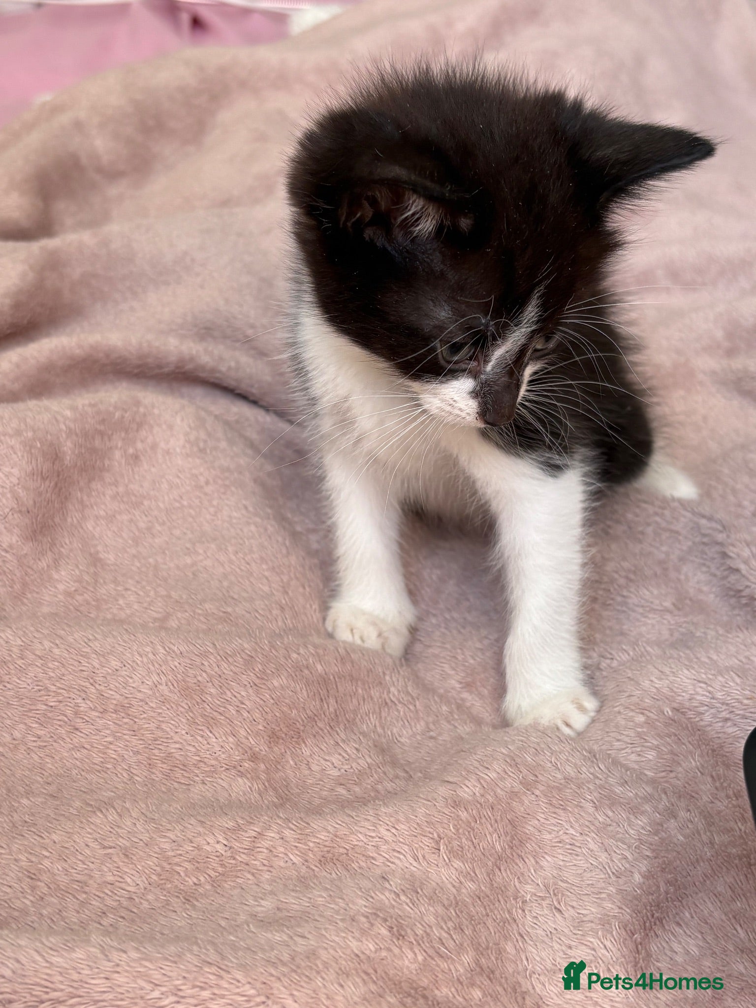 Domestic Shorthair cats 🐾 Gorgeous Black & White 2 MALES LEFT - Advert 3