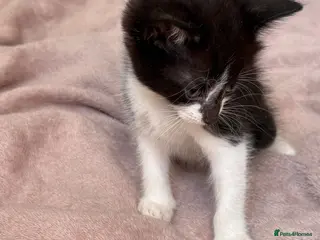 Domestic Shorthair cats 🐾 Gorgeous Black & White 2 MALES LEFT - Advert 3