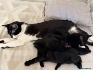 British Shorthair cats Adorable Black Kittens - Advert 2