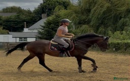 English Thoroughbred horses for sale: Remny - Teenagers fun project  - Image 8