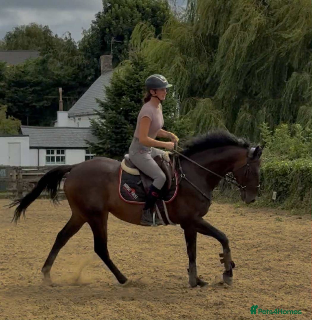 English Thoroughbred horses for sale: Remny - Teenagers fun project  - Image 8