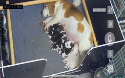 Beagle dogs for sale: Male Beagle Puppies  - Image 23