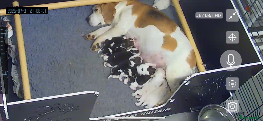 Beagle dogs for sale: Male Beagle Puppies  - Image 23