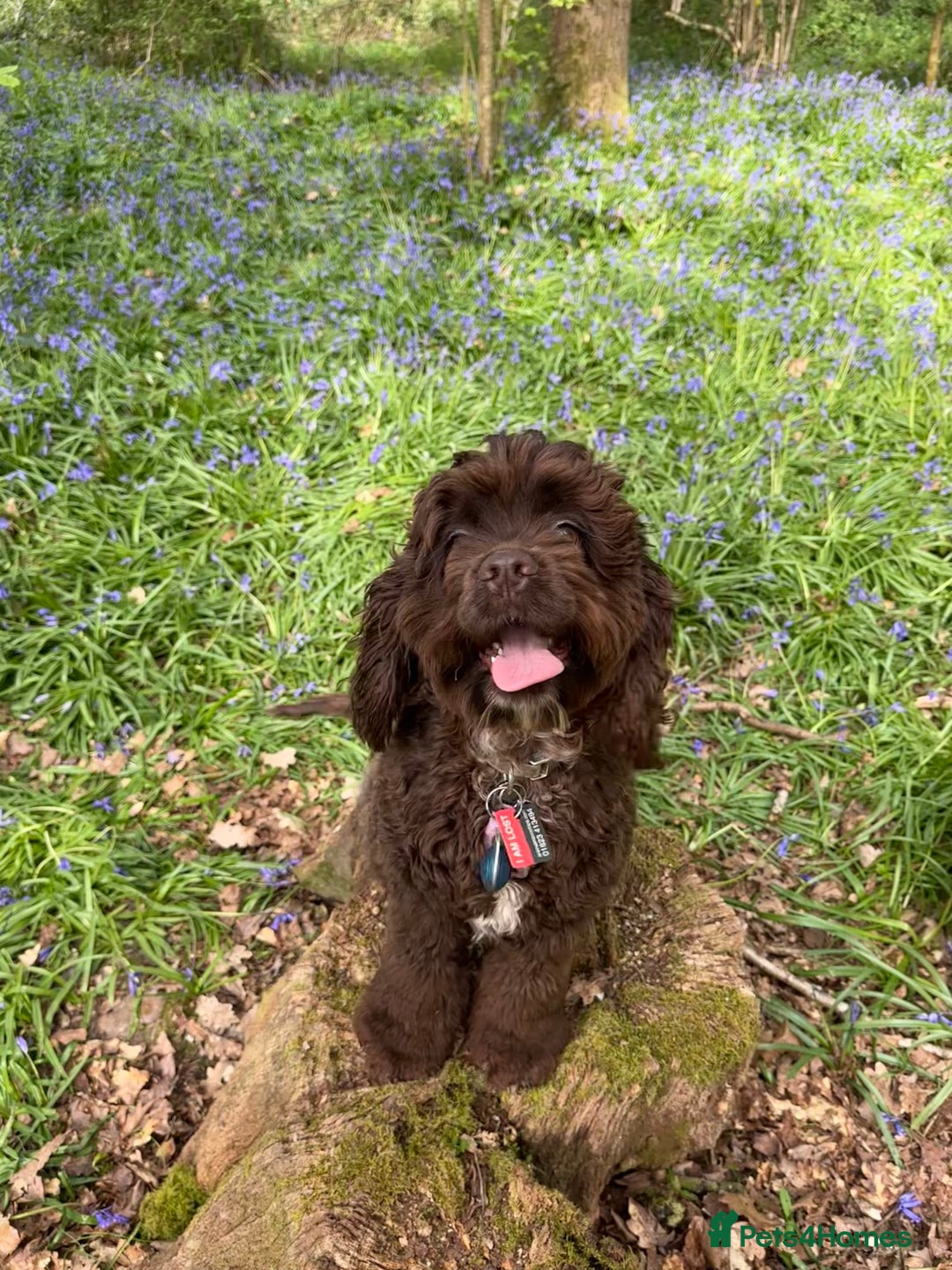 Cockapoo dogs for sale: Cockerpoo puppies  - Advert 3