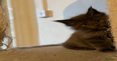 Maine Coon cats - Advert 1