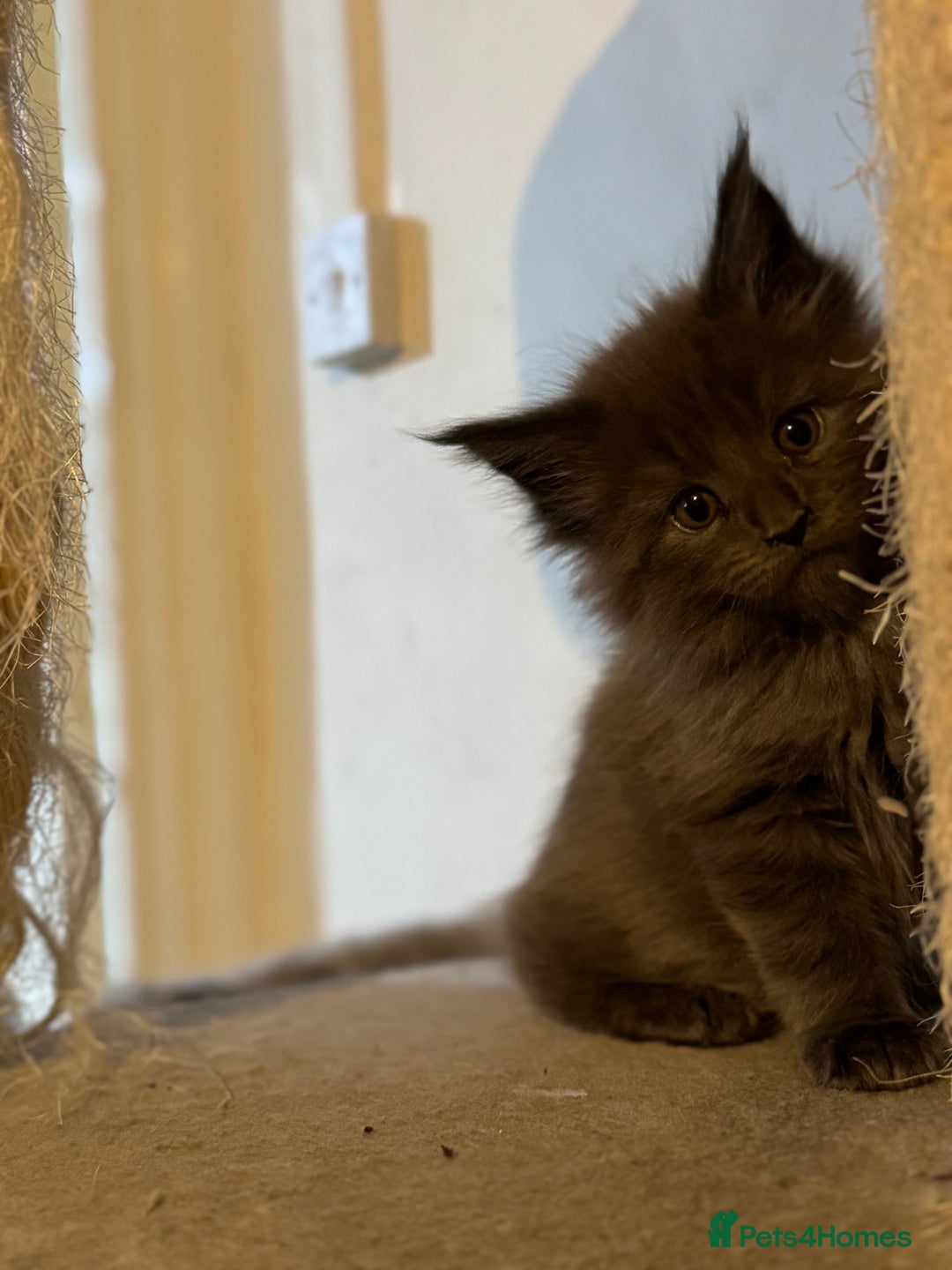 Maine Coon cats for sale: Registered TICA Blue Smoke Maine Coon Kittens - Image 2