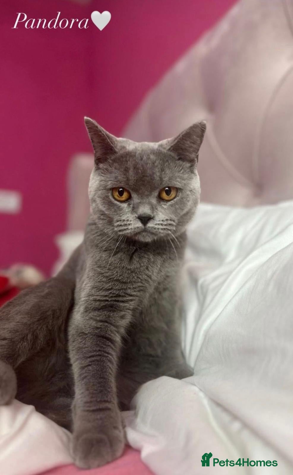 British Shorthair cats LOVELY BRITISH SHORTHAIR - Advert 1