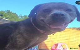 Mixed Breed dogs for sale: Nalah the staffweiler - Advert 1