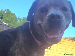 Mixed Breed dogs for sale: Nalah the staffweiler - Advert 1