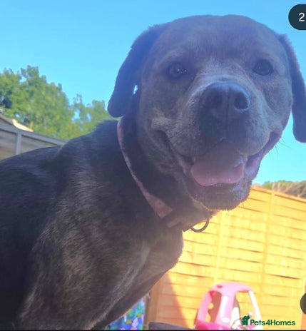 Mixed Breed dogs Nalah the staffweiler - Advert 1