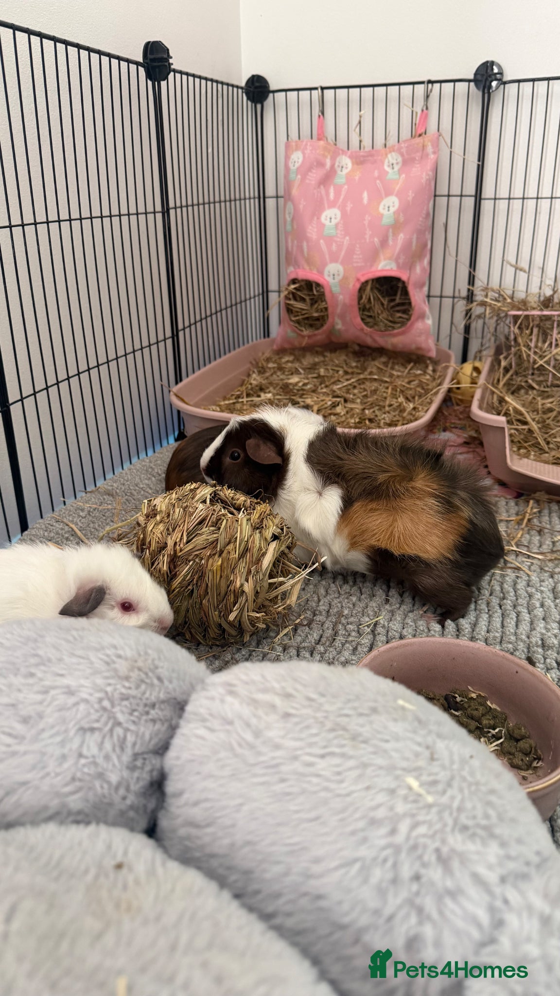 Guinea Pig rodents Female guinea pigs  - Advert 1